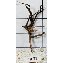 Spiderwood 77