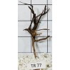 Spiderwood 77