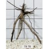 Spiderwood 78