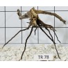Spiderwood 78