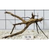 Spiderwood 78