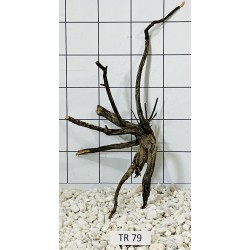 Spiderwood 79
