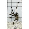 Spiderwood 79