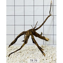 Spiderwood 79