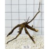 Spiderwood 79