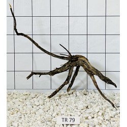 Spiderwood 79