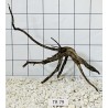 Spiderwood 79