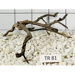 Spiderwood 81