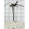 Spiderwood 82