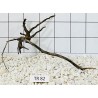 Spiderwood 82