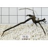 Spiderwood 82