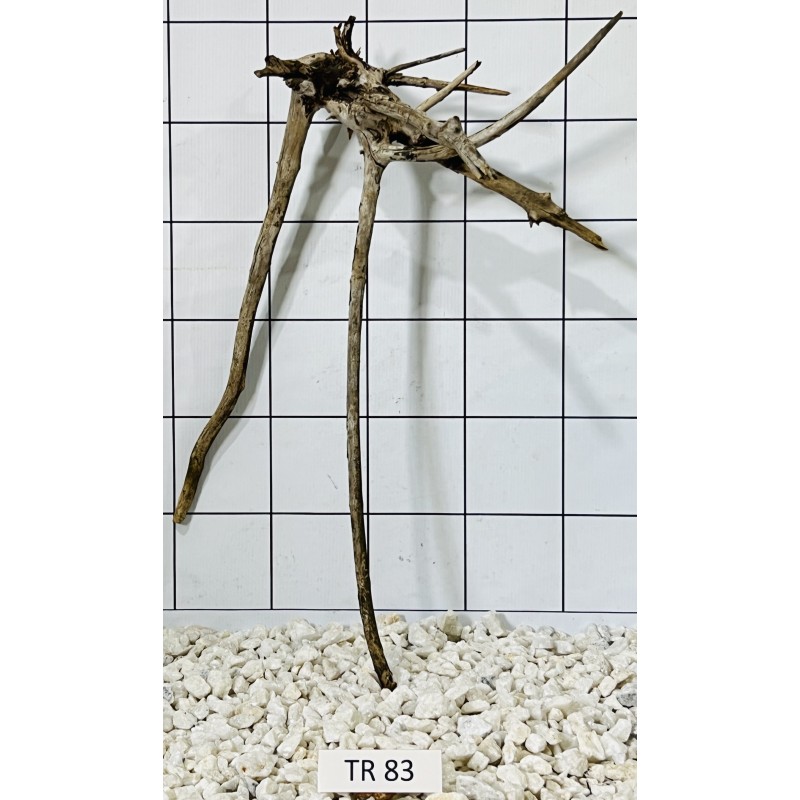 Spiderwood 83