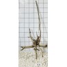 Spiderwood 84