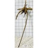 Spiderwood 84
