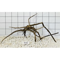 Spiderwood 85