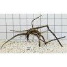 Spiderwood 85