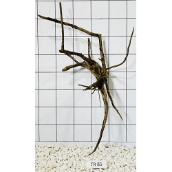 Spiderwood 85