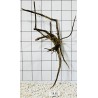 Spiderwood 85