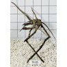 Spiderwood 85