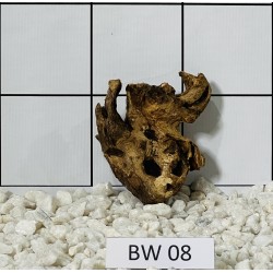 Bogwood 08
