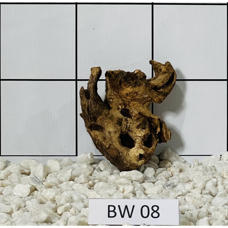 Bogwood 08