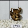 Bogwood 08