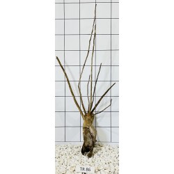 Spiderwood 86