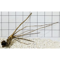 Spiderwood 86