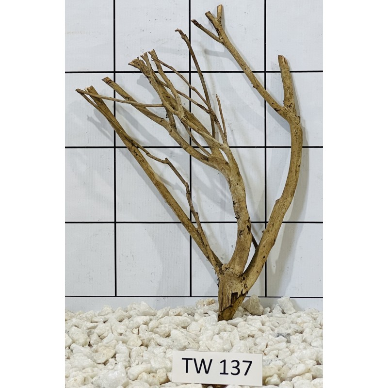 Talawawood 137