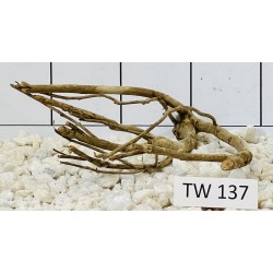Talawawood 137