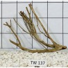 Talawawood 137