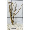 Talawawood 138