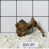 Bogwood 09