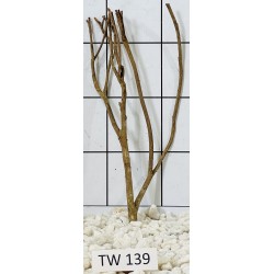 Talawawood 139