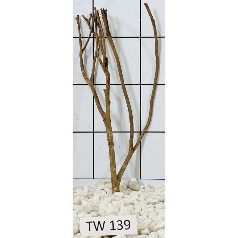 Talawawood 139