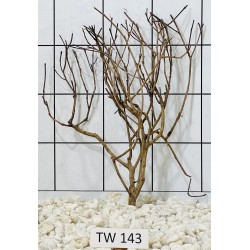 Talawawood 143