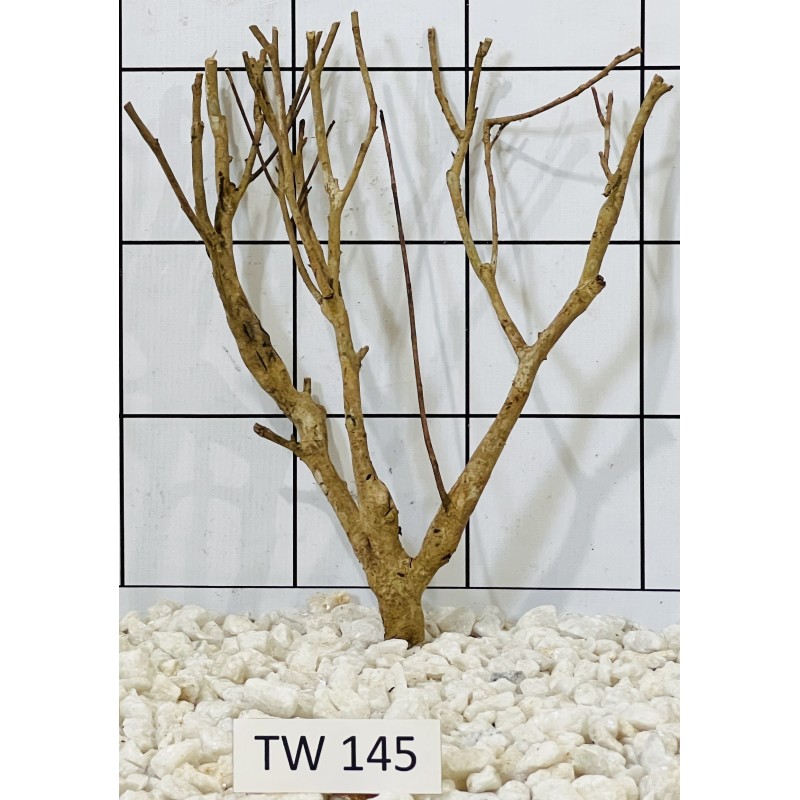 Talawawood 145
