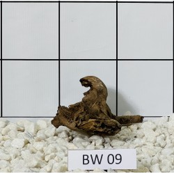 Bogwood 09