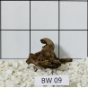 Bogwood 09