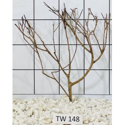 Talawawood 148