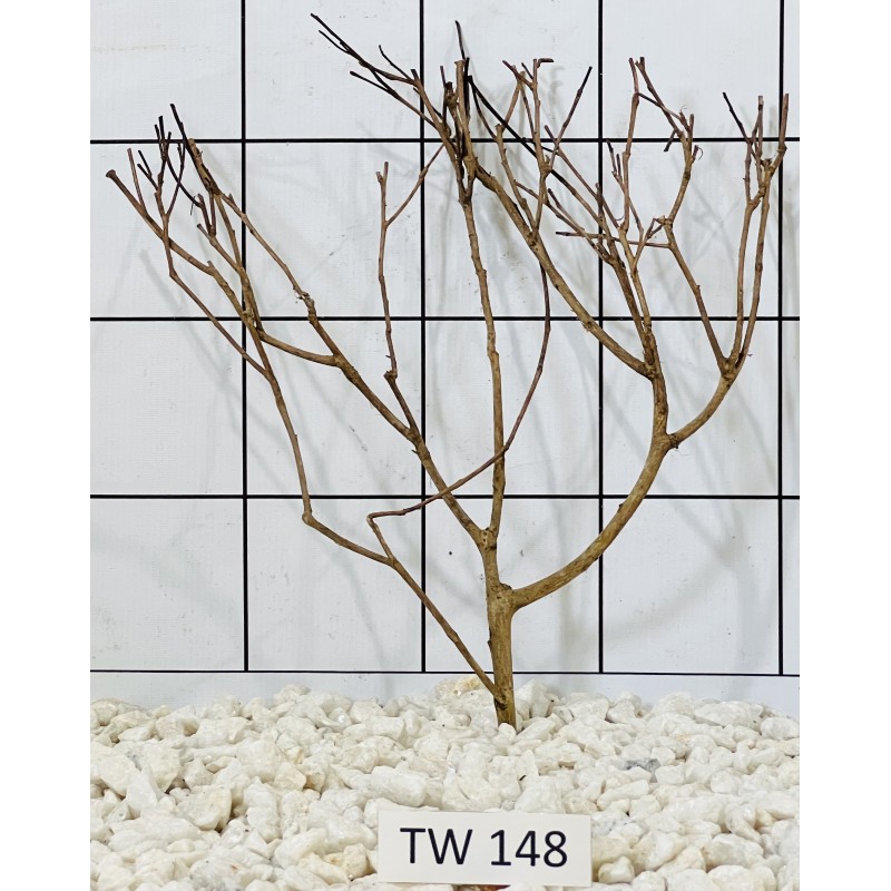 Talawawood 148