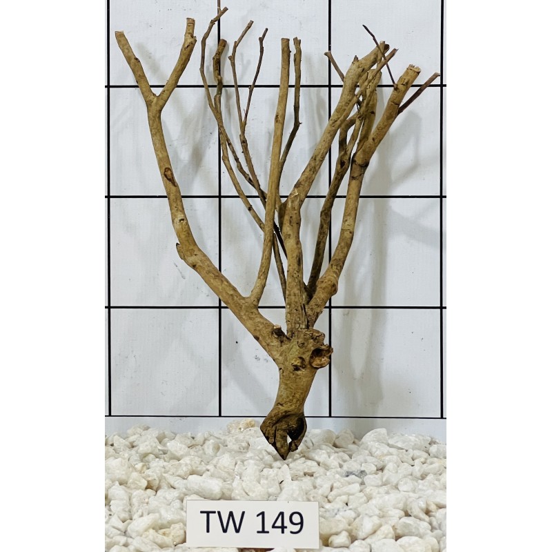 Talawawood 149