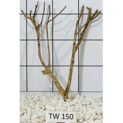 Talawawood 150