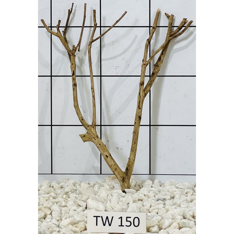 Talawawood 150
