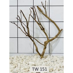 Talawawood 151