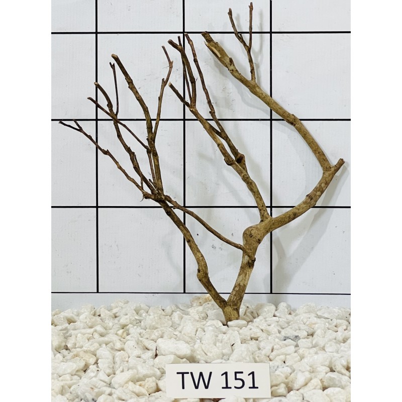 Talawawood 151