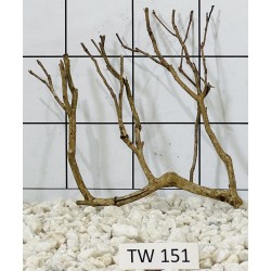 Talawawood 151