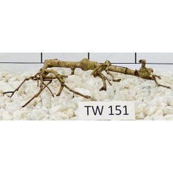 Talawawood 151