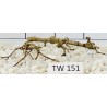 Talawawood 151