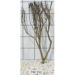 Talawawood 152
